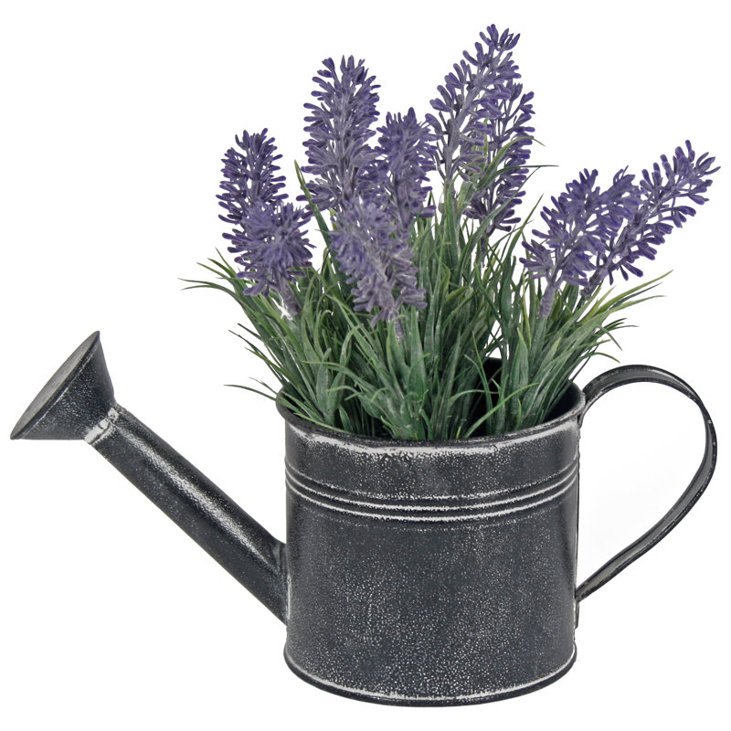 August Grove Lavender Plant in Watering Can & Reviews Wayfair.co.uk